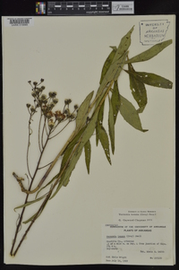 Vernonia texana image