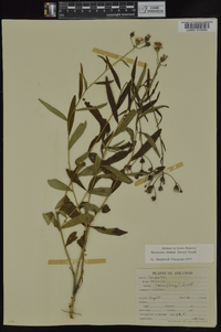 Vernonia texana image