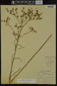 Vernonia texana image