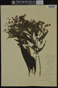 Vernonia baldwinii image