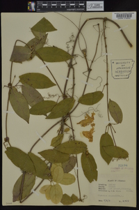 Bignonia capreolata image