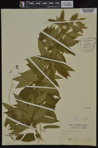 Bignonia capreolata image