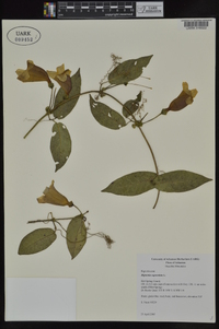 Bignonia capreolata image