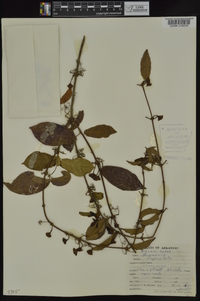 Bignonia capreolata image