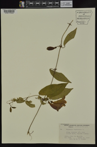 Bignonia capreolata image