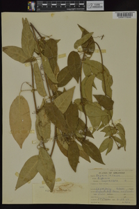 Bignonia capreolata image