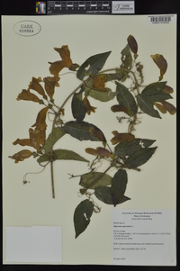 Bignonia capreolata image