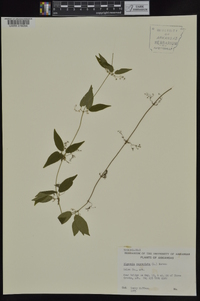 Bignonia capreolata image