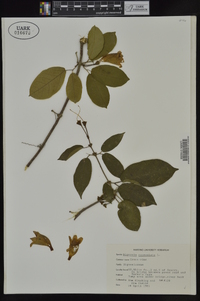 Bignonia capreolata image