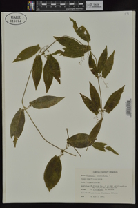 Bignonia capreolata image