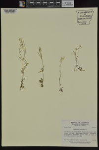 Cardamine parviflora image