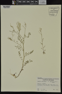 Cardamine parviflora image