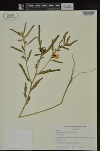 Chamaecrista fasciculata var. fasciculata image