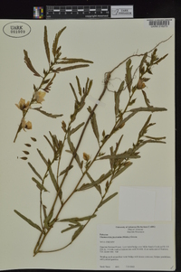 Chamaecrista fasciculata var. fasciculata image