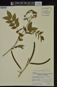 Senna occidentalis image