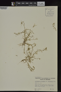 Callitriche heterophylla image