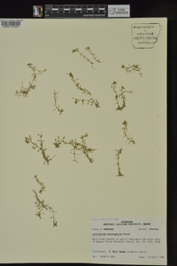 Callitriche heterophylla image