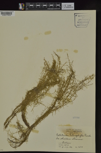 Callitriche heterophylla image