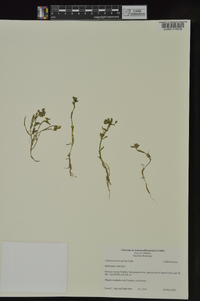 Callitriche heterophylla image