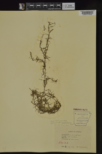 Callitriche heterophylla image