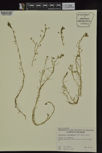 Callitriche heterophylla image