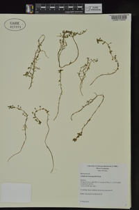 Callitriche heterophylla image