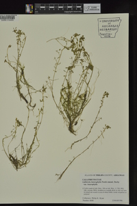 Callitriche heterophylla image