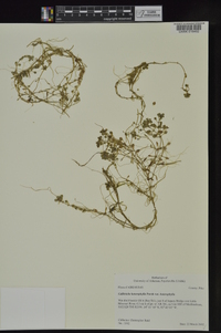 Callitriche heterophylla image