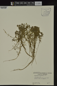 Callitriche heterophylla image