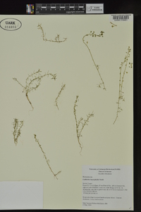 Callitriche heterophylla image