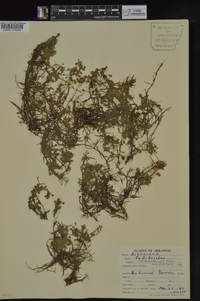 Callitriche heterophylla image