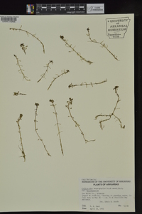 Callitriche heterophylla image