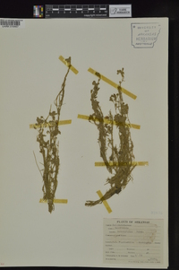 Callitriche heterophylla image