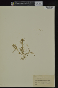 Callitriche heterophylla image