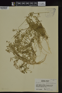 Callitriche heterophylla image