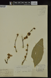 Chimonanthus praecox image