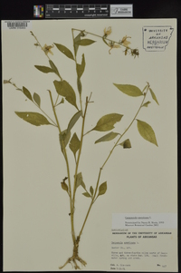 Campanulastrum americanum image