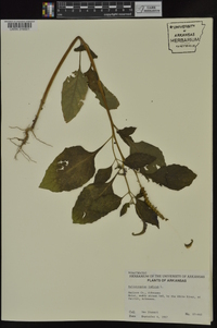 Heliotropium indicum image