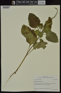 Heliotropium indicum image