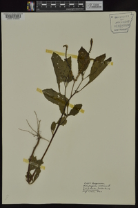 Heliotropium indicum image