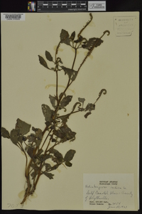 Heliotropium indicum image