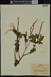 Heliotropium indicum image