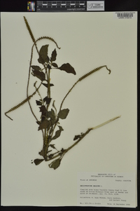 Heliotropium indicum image