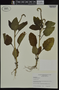 Heliotropium indicum image