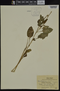 Heliotropium indicum image