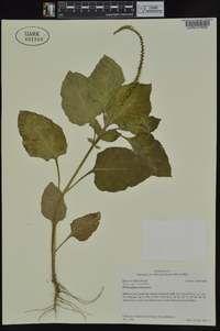 Heliotropium indicum image