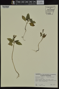 Heliotropium indicum image