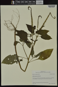 Heliotropium indicum image