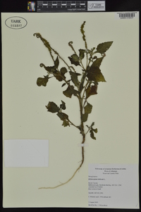 Heliotropium indicum image