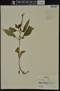 Heliotropium indicum image